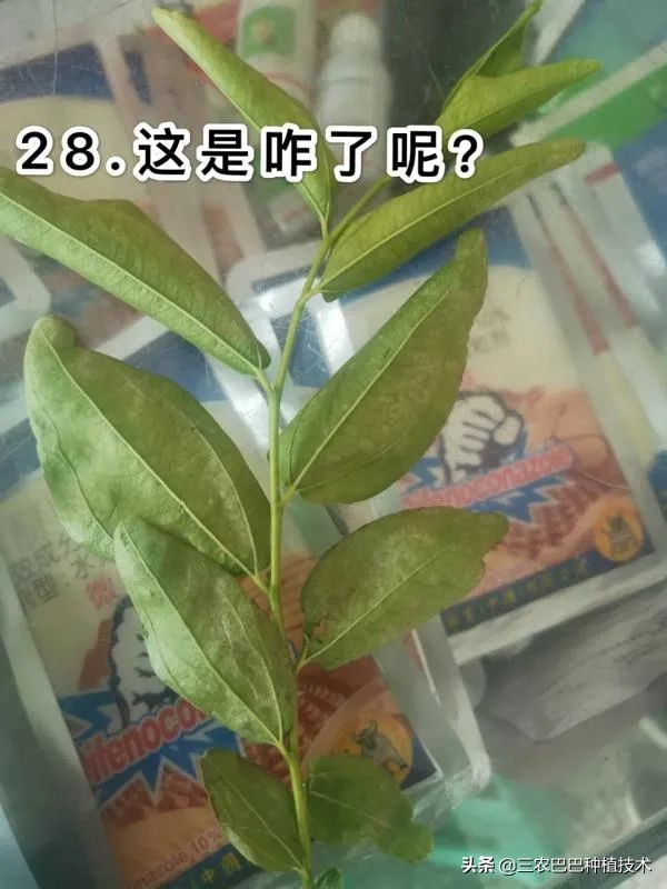 冷棚温度高对叶片的影响,冷棚冬枣叶子发黄和通风有关系吗