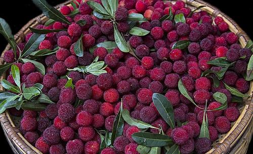 梅雨季摘杨梅,又到了吃杨梅的季节摘杨梅
