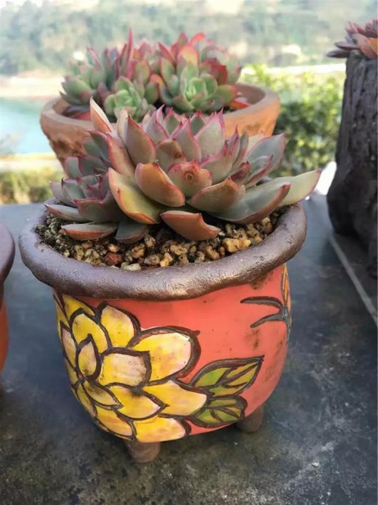 多肉植物需要悉心照料吗,多肉植物照料