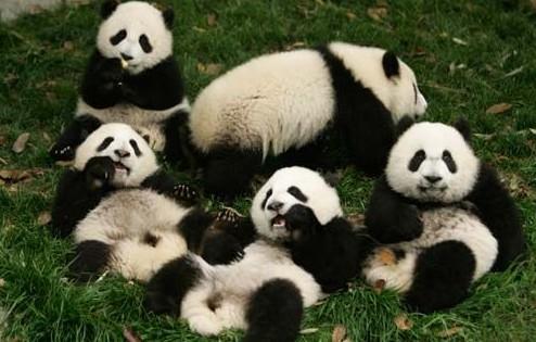 天府三九是什么,三九大天府