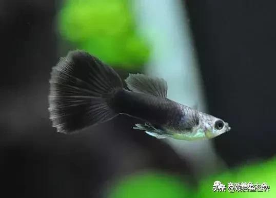 15个孔雀鱼品系图鉴绝美版,15个孔雀鱼品系图鉴