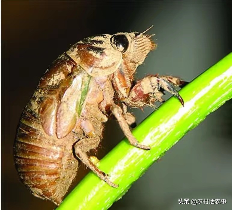 知了猴怎么逮才能逮最多,捉知了猴的秘诀