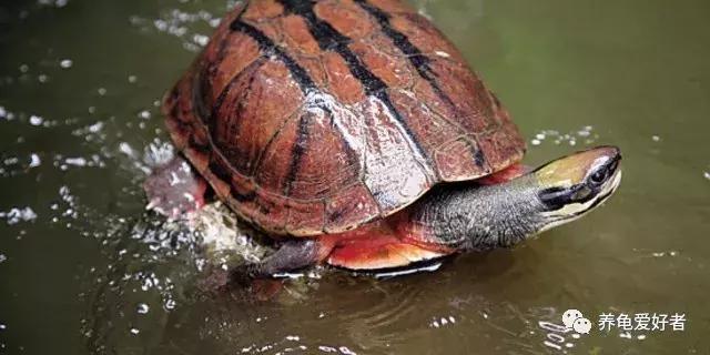 草龟撸龟方法,怎么培养刚抓的野龟感情