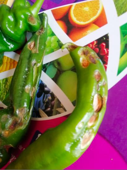 治疗工业辣椒炭疽病的高效农药,辣椒细菌性叶斑病和炭疽病区分