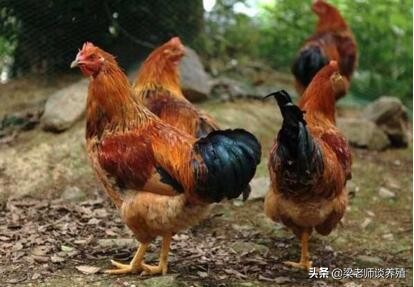 为啥养殖人很少用青霉素,青霉素在农作物的作用机制