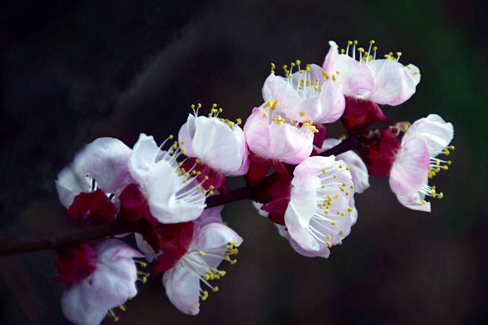 漂亮的杏花在枝头绽放,杏花盛开姹紫嫣红春意盎然