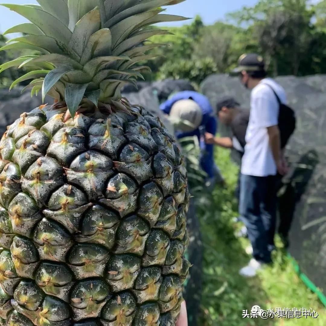 日本进口的菠萝,日本菠萝