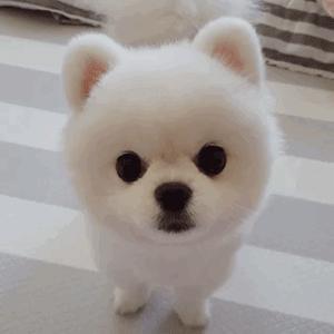 养狗首选这7种狗漂亮又好养,养狗不要养的七种狗养了都后悔