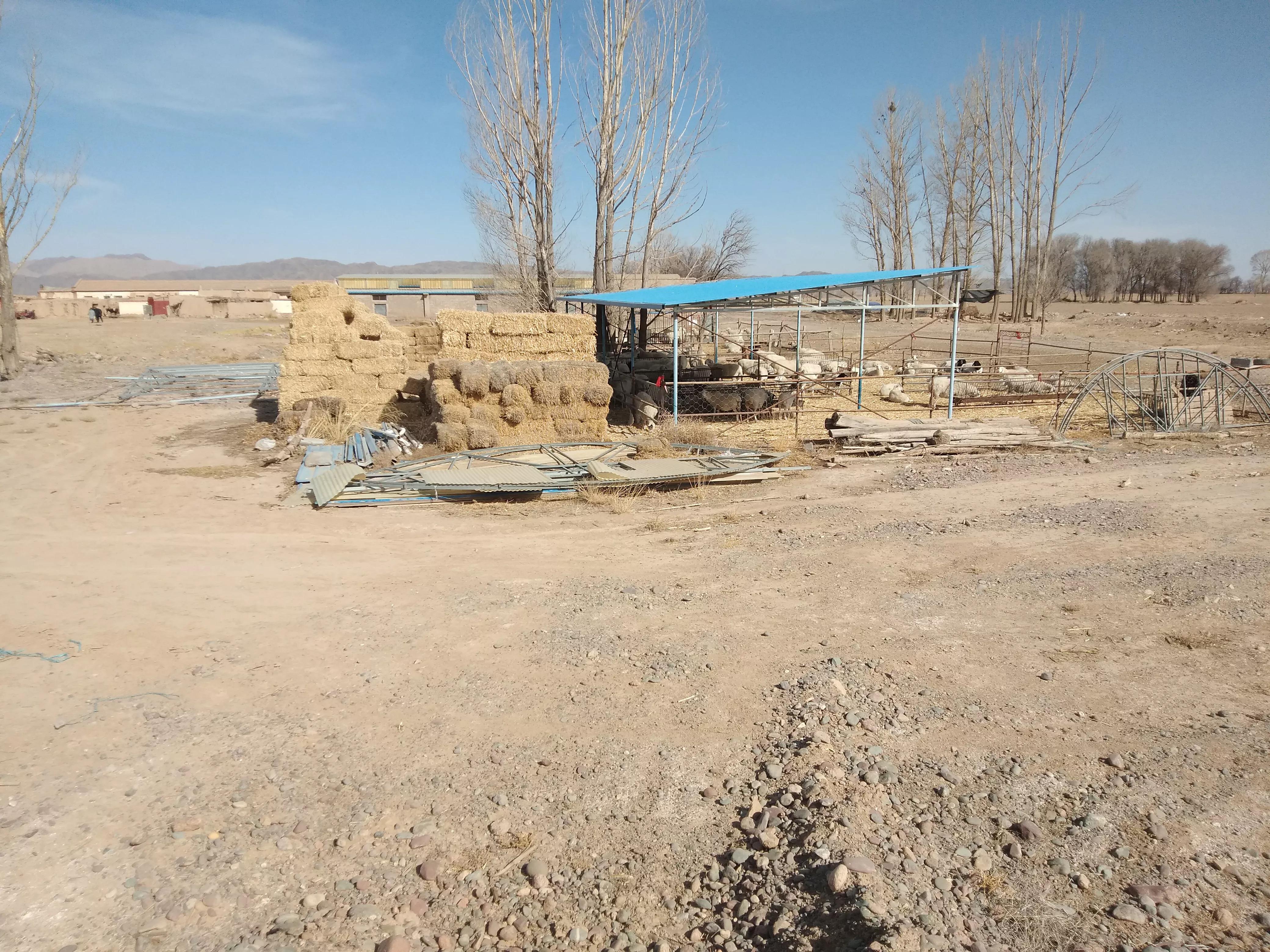 手里有5万元现金，养羊好还是养鸡好？80后养羊小伙经验谈