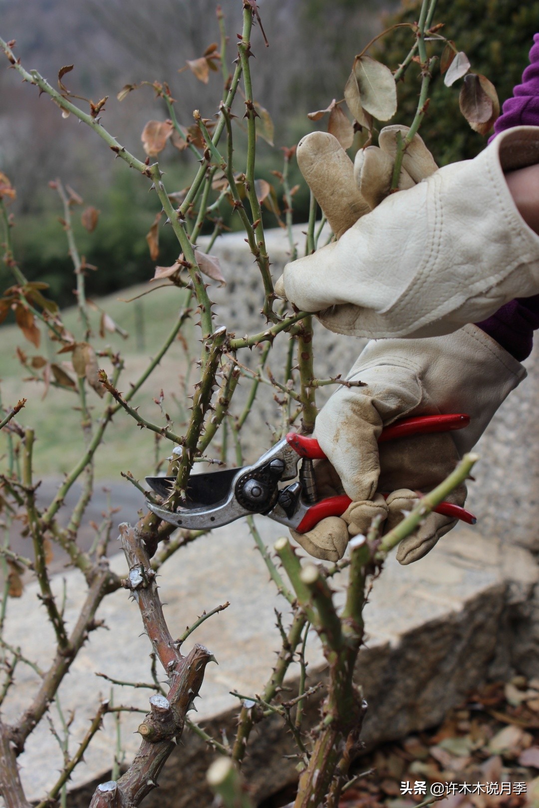 月季老是养不活怎么办,月季经常不晒太阳会怎么样