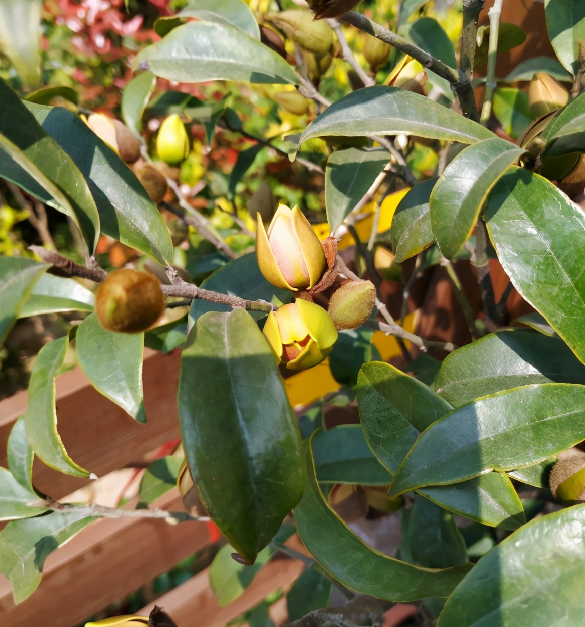 适合家庭养的清香花,5种清香花卉开花时满室芬芳不断