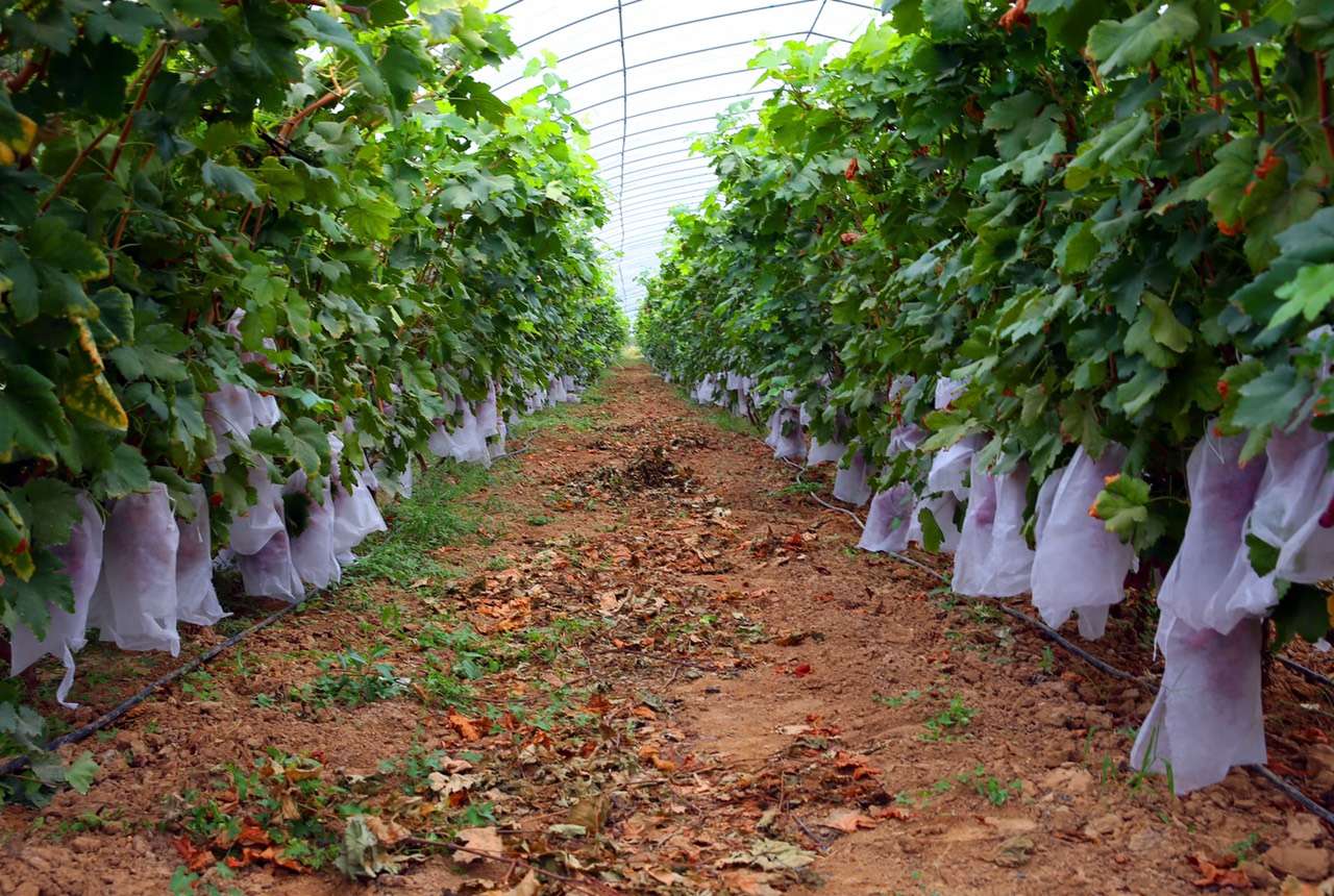 合阳县乡村振兴驻村帮扶,合阳县乡村振兴观摩