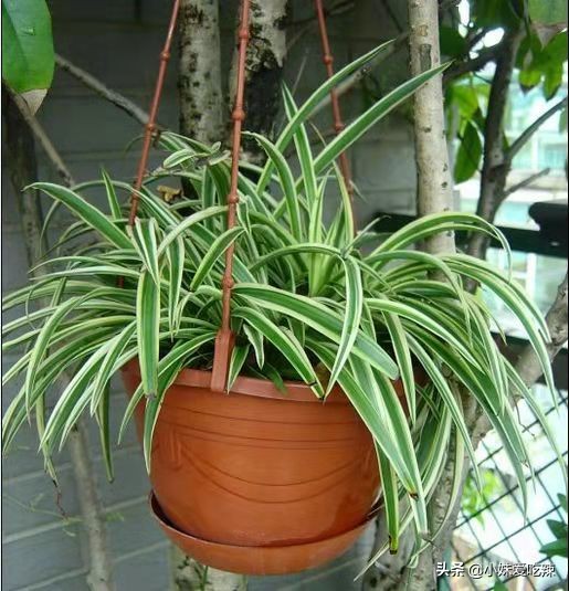 吊兰全部烂根怎么补救,吊兰烂根了怎么治疗