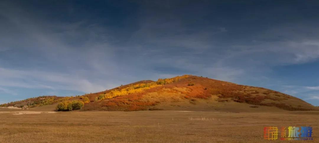 一到秋天，这里就美成了金色天堂！全世界独一份！