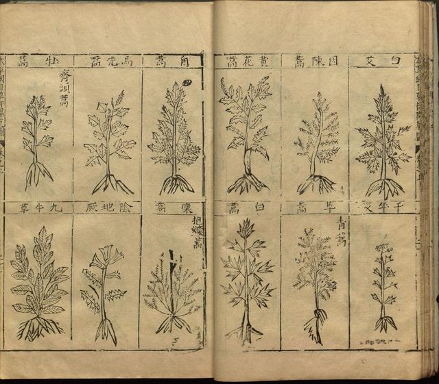 本草纲目中插图是李时珍画的吗,本草纲目李时珍插图