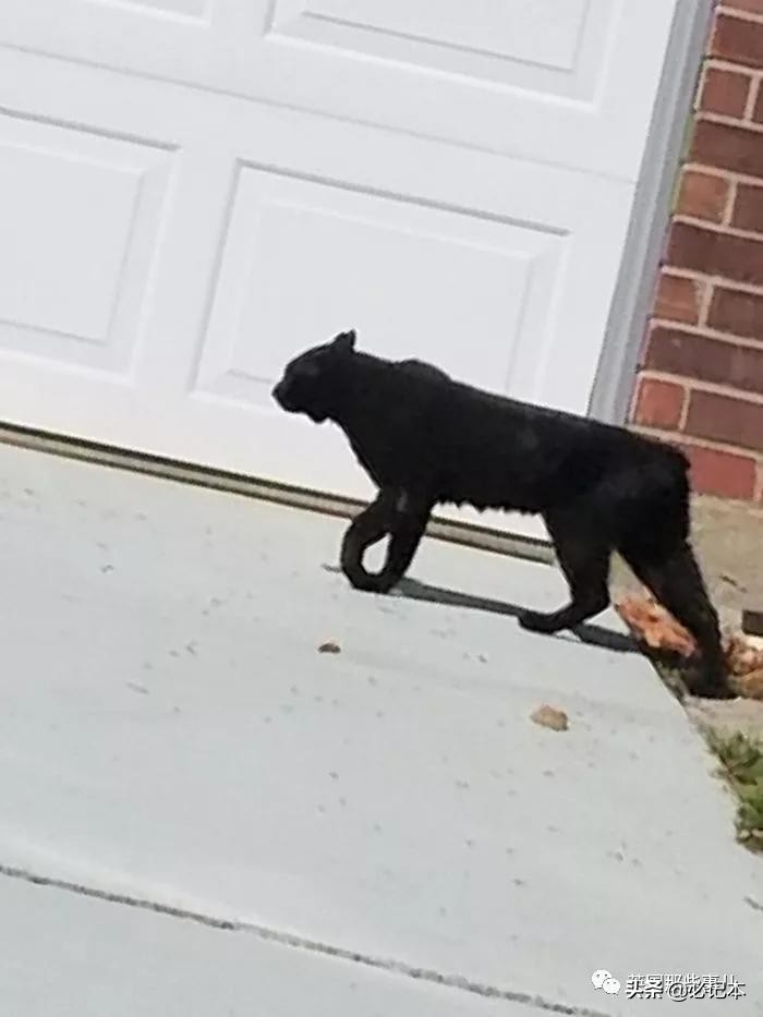 不知道的奇怪小玩意,奇怪古怪的物件