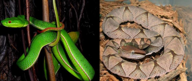 被竹叶青毒蛇咬了严重吗,小孩被竹叶青蛇咬伤