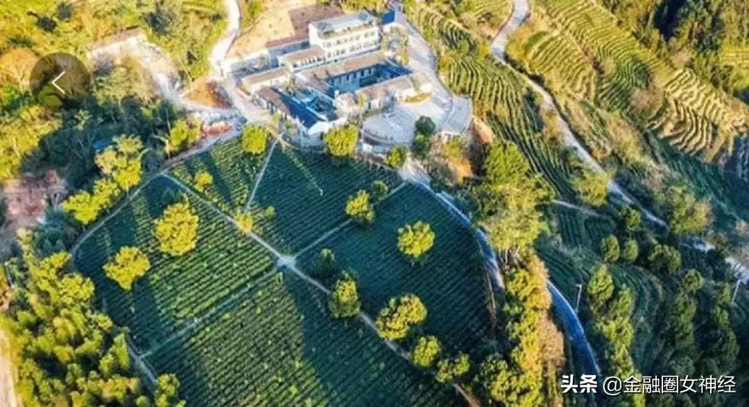 拼多多哪家的铁观音好些,拼多多上面的铁观音靠谱吗