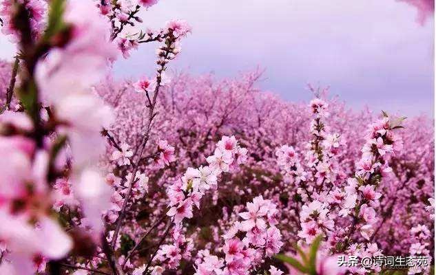 许你三生三世，送你最美十里桃花诗！