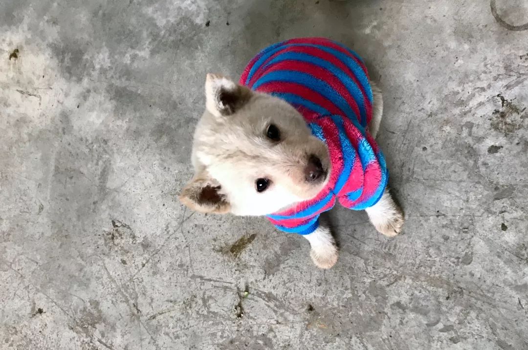 被狗咬出血了先怎么处理,被狗咬出血了如何处理伤口