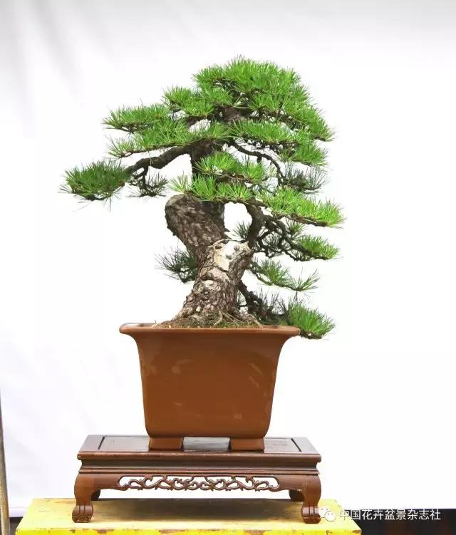 盆景黑松造型欣赏 (黑松盆景造型实例大全)