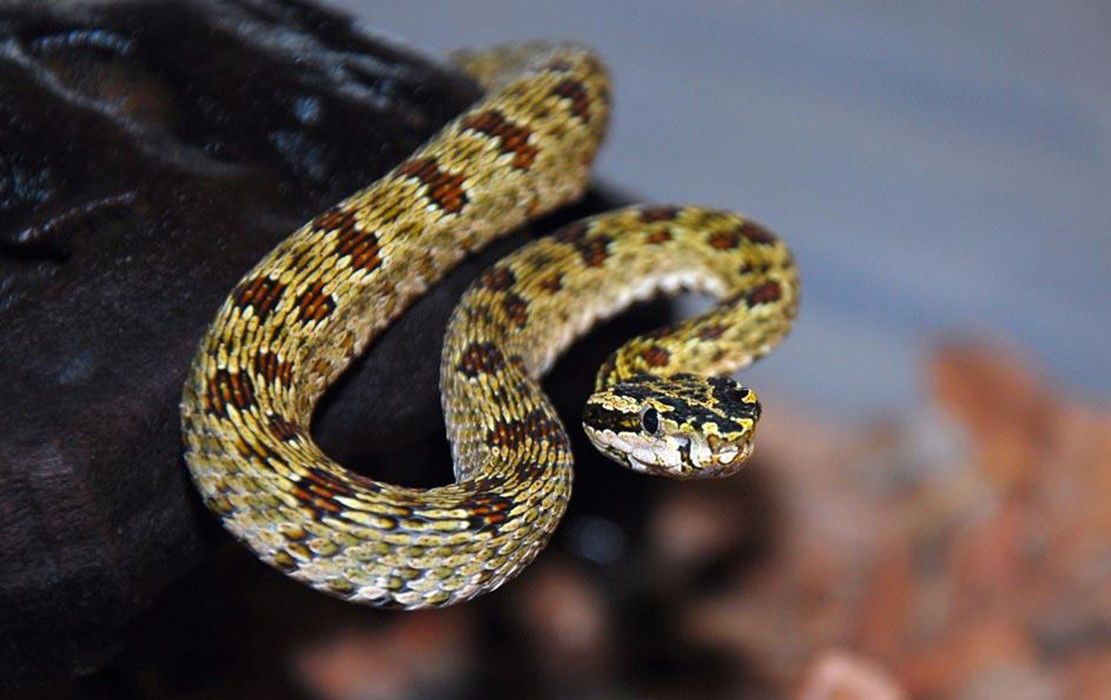 有毒蛇标志,有毒蛇的视频