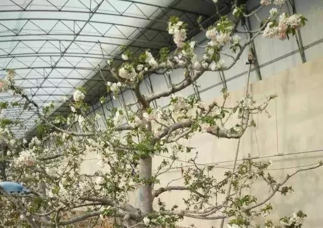 大樱桃大棚湿度,大棚樱桃每个阶段的温度怎么管理