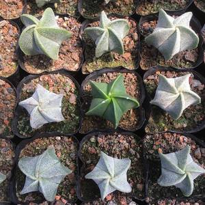 148个仙人球品种大全,100个仙人球品种