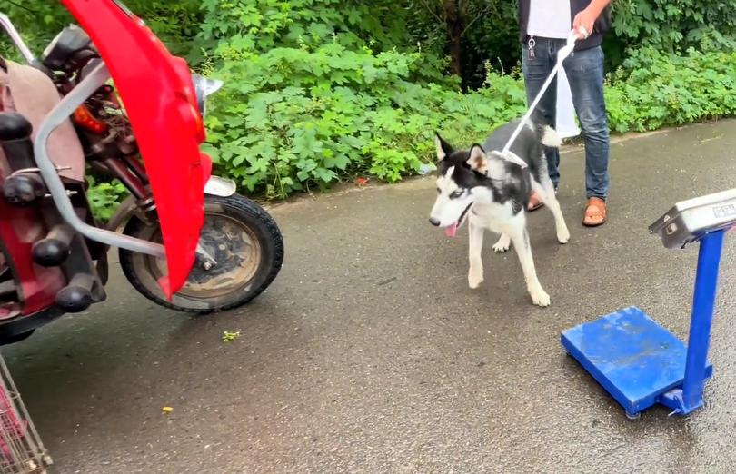 哈士奇一块钱就可以买到,河南哈士奇价格