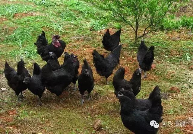 全世界的鸡都在这了，有你认识的吗？