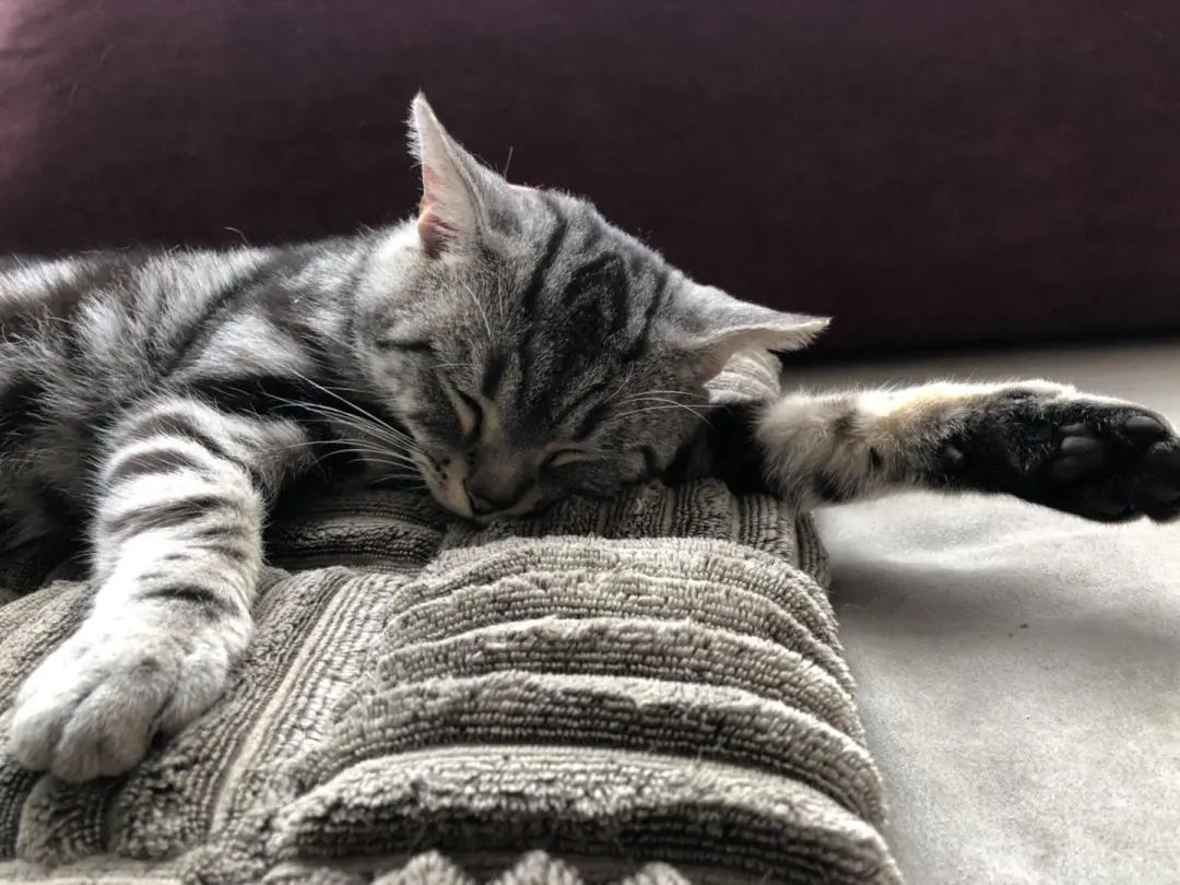 猫咪乱尿怎么办三招教你搞定烦恼,猫咪养在房间里味道太大了怎么办