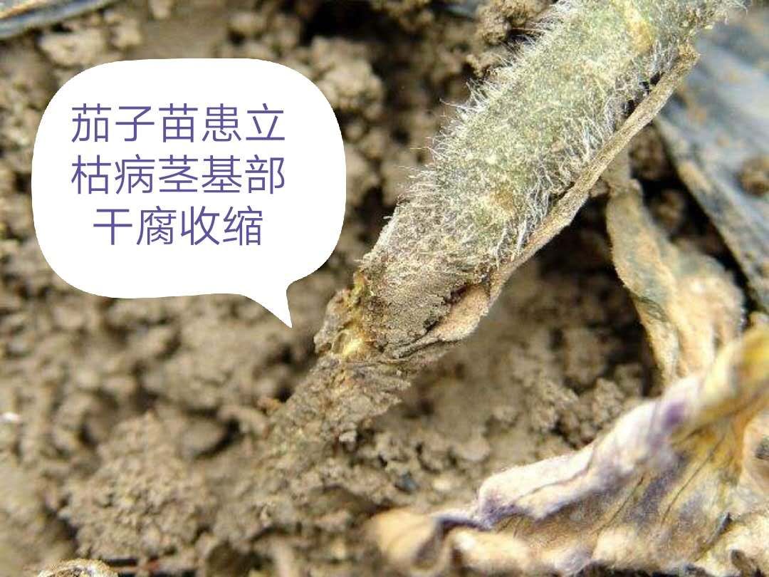 茄子苗发病用什么农药防治,茄子苗的病怎么治疗最好