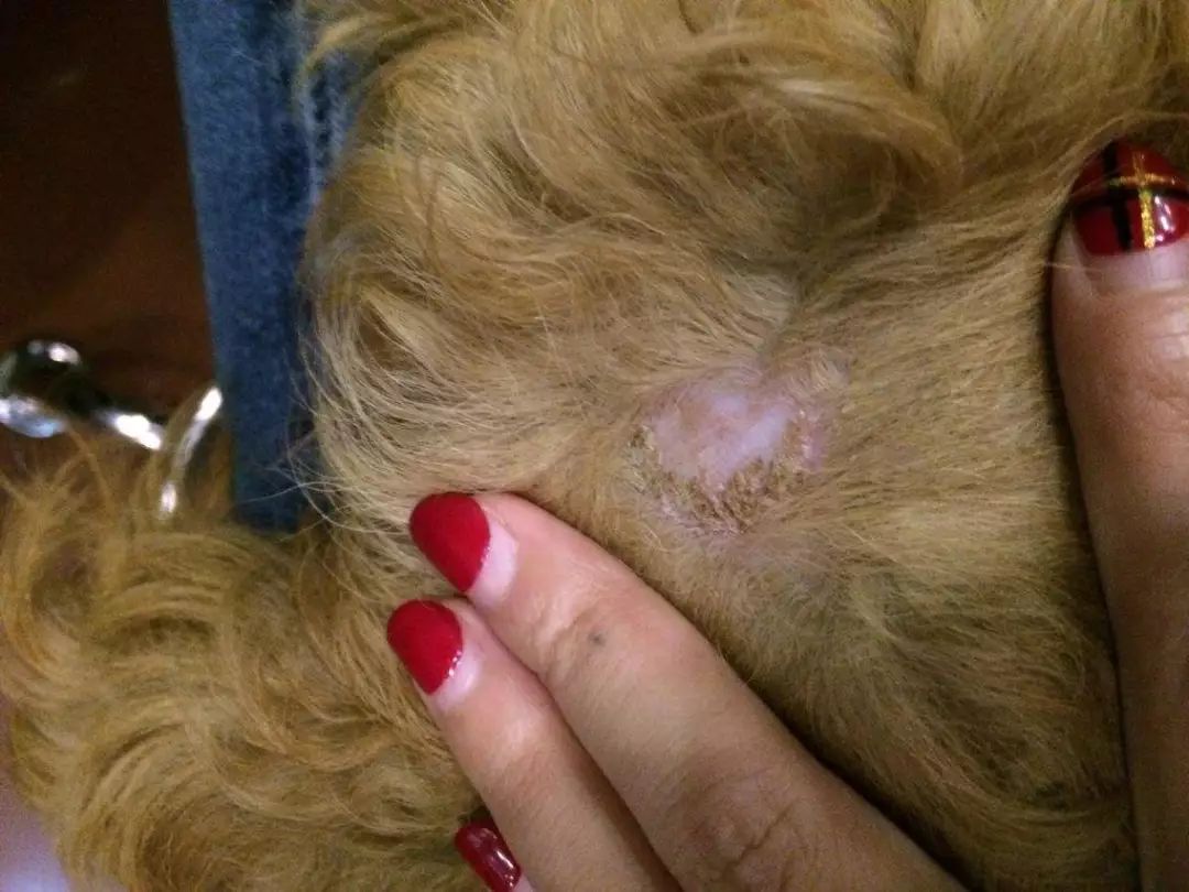 狗狗在家莫名染虫,铲屎官忧心寄生虫危害,学会三点杜绝虫害!