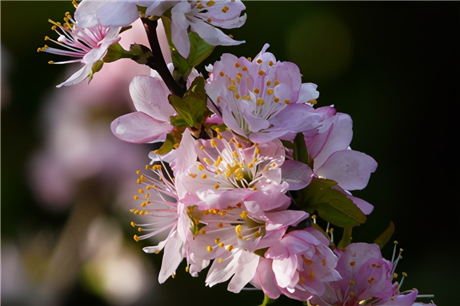 棣棠、棠棣、唐棣,我是谁——满城尽带黄金甲VS华如桃李惊落霞