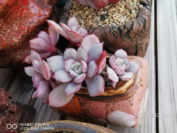 养多肉的人生感悟,人生如同养花