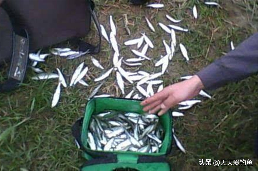 杂鱼闹窝的最佳方法,杂鱼闹窝怎么办用什么饵