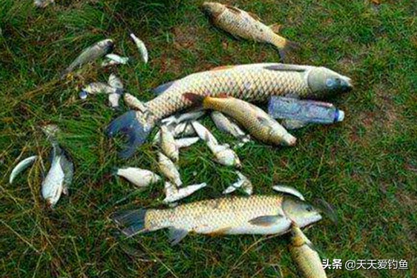 矶竿滑漂钓大鱼线组绑法,钓大鱼技巧线组绑法