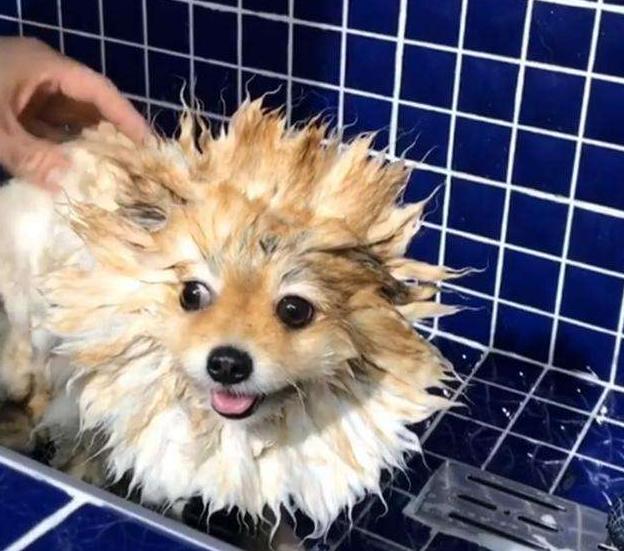 养狗铲屎官必备小妙招,铲屎官养狗注意事项