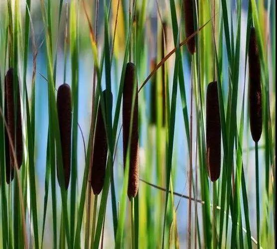 姘寸敓妞嶇墿鑺卞効,姘寸敓妞嶇墿缁挎