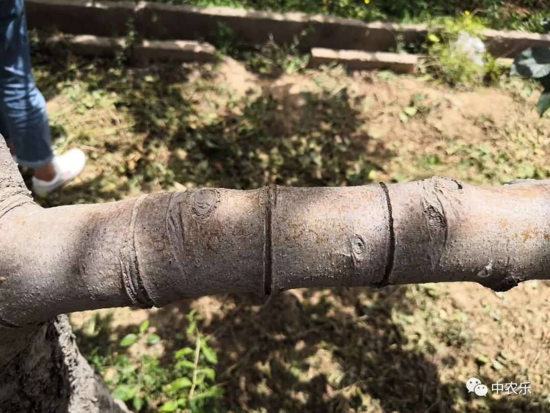 果树环剥最佳时间方法,关于果树的环割和环剥