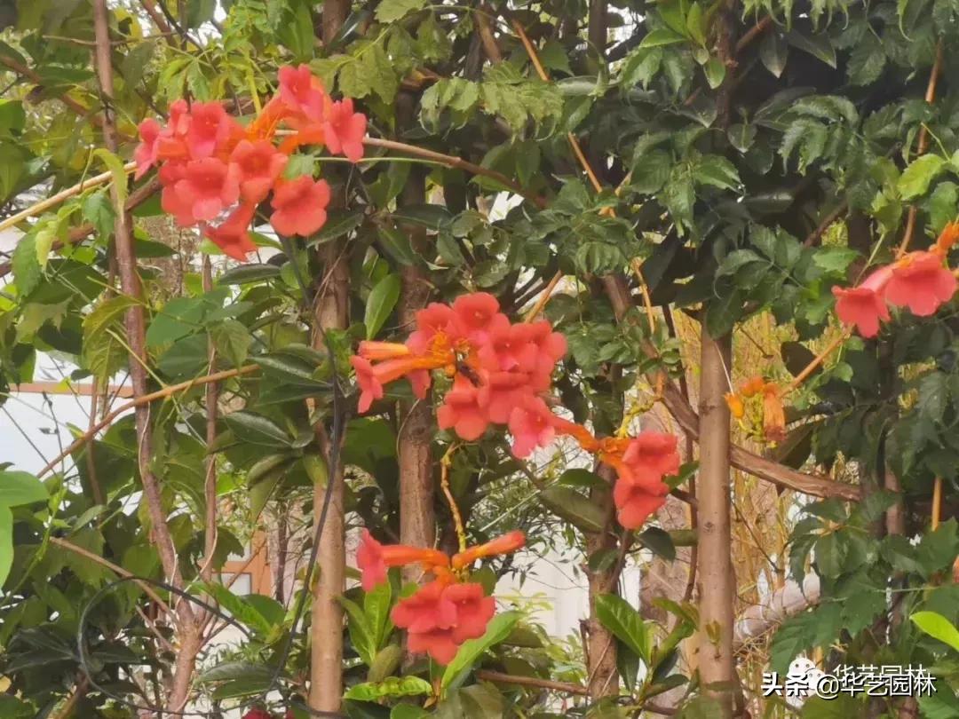 白露的诗句露从今夜白,白露至凉风起且看露从今夜白