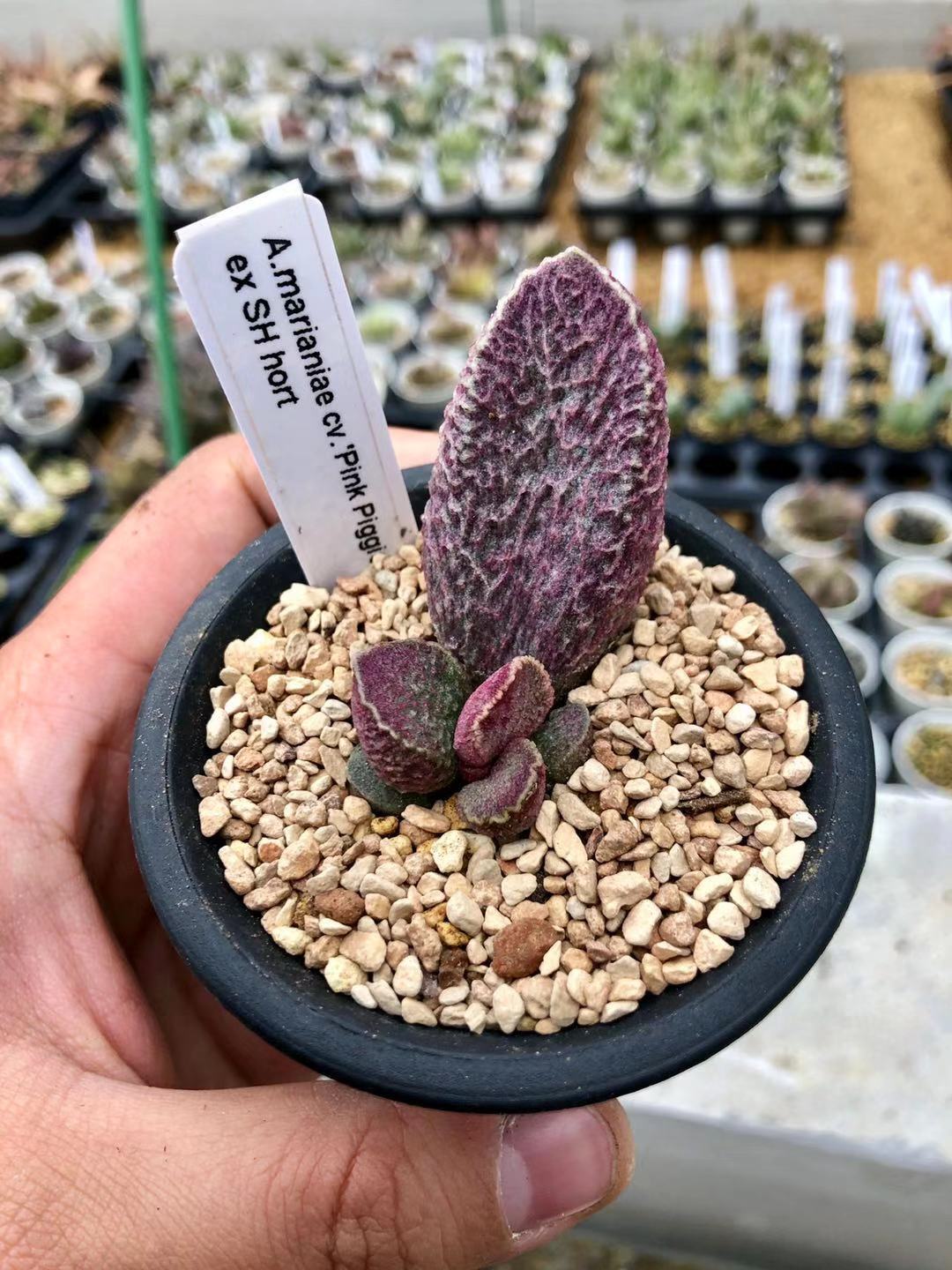 水泡多肉大全,水泡多肉叶片发焉