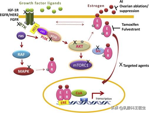 乳腺癌靶向治疗是不是心肌酶高,乳腺癌靶向药心脏毒性