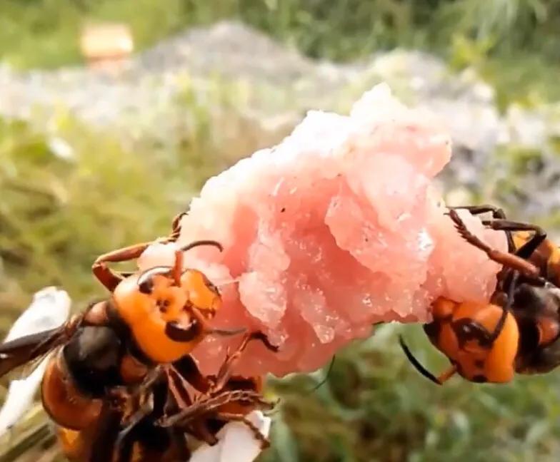 关于美国杀人蜂,杀人蜂有多可怕