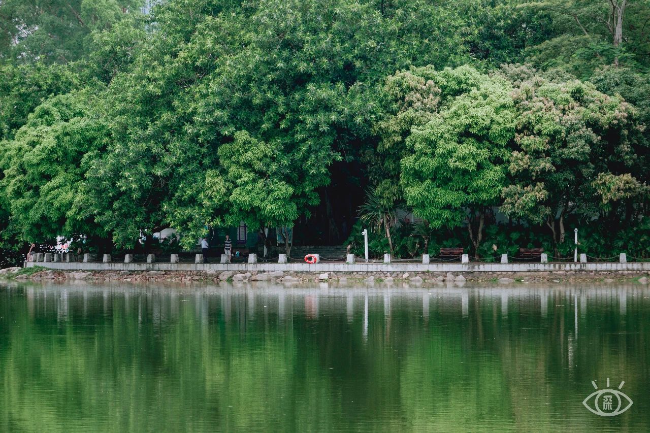 深圳洪湖公园7月18号还有荷花吗,深圳洪湖公园现在有荷花开吗