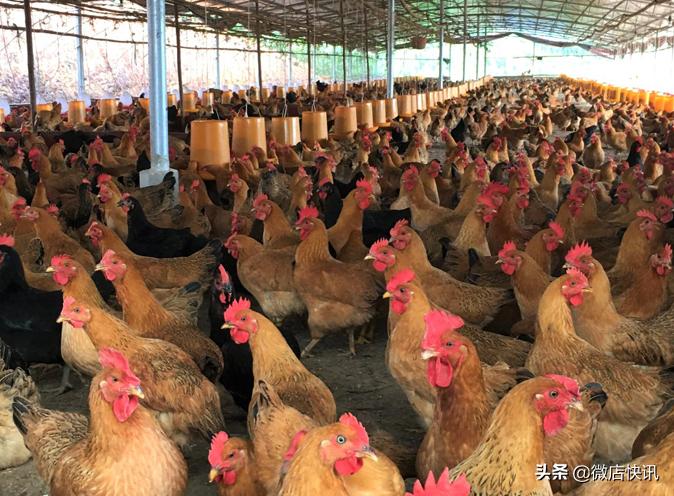 农村养殖什么最赚钱鸡鸭猪羊,现在农村做什么养殖赚钱