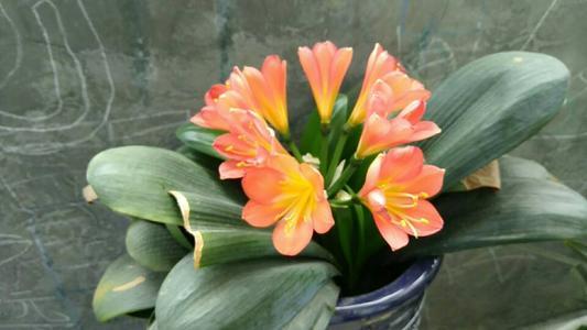 君子兰开花怎么养护和浇水方法,君子兰要开花时怎么浇水最好