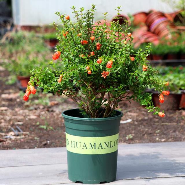 寓意财旺的花,十大吉祥花开图片