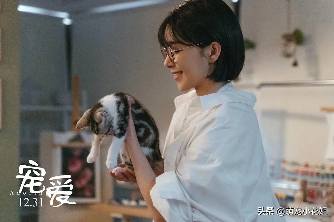 新手养猫哪种猫不爱掉毛,新手养猫不买猫粮怎么养猫