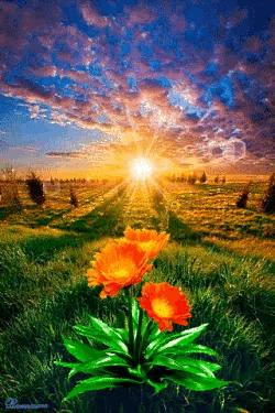 神秘的水中花,趣味神奇的水中花